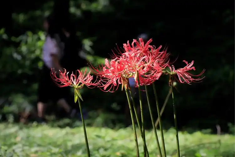 彼岸花又名曼珠沙花.