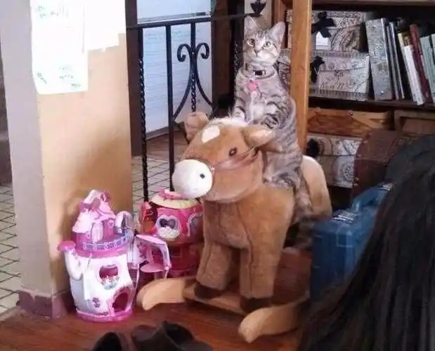 猫咪现在坐在木马上不下来了,谁还不是个小公主咋滴!