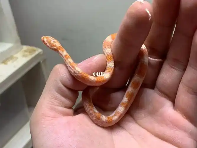 奶昔反转 玉米蛇_玉米_奶昔_玉米蛇_宠物_宠物其他