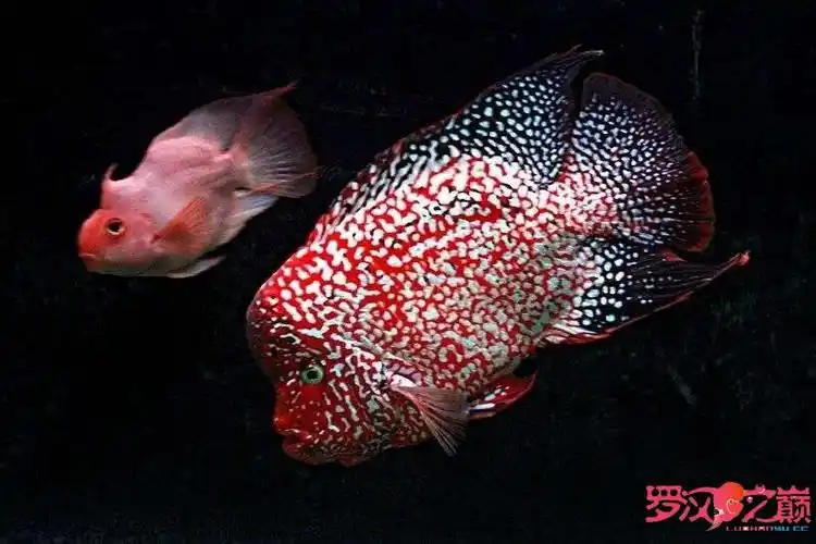 罗汉鱼哪种品系的较贵
