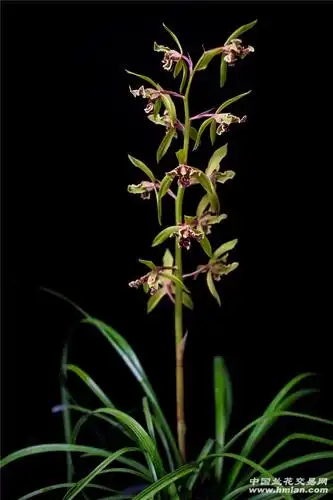 我的2020蕙兰大叠彩