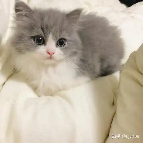 英短长毛蓝白高地长毛蓝白