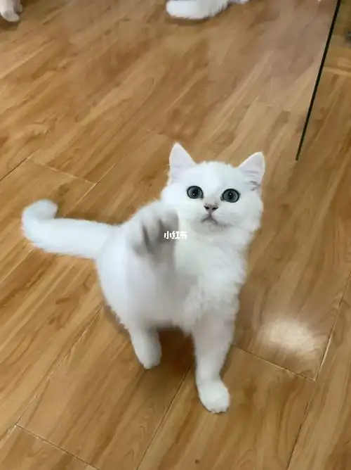 合肥猫舍凯米尔色银渐层弟弟找家