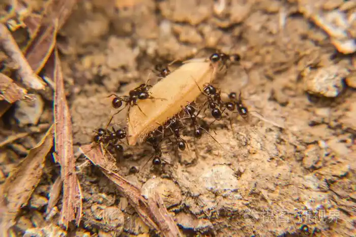 黑蚂蚁军队运送粮食