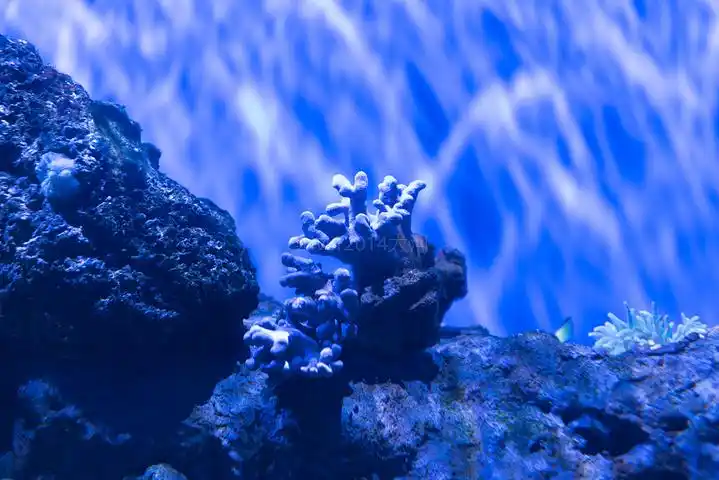 各种美丽的贝壳和热带鱼总是与珊瑚相生相伴一起构成美丽的海底世界