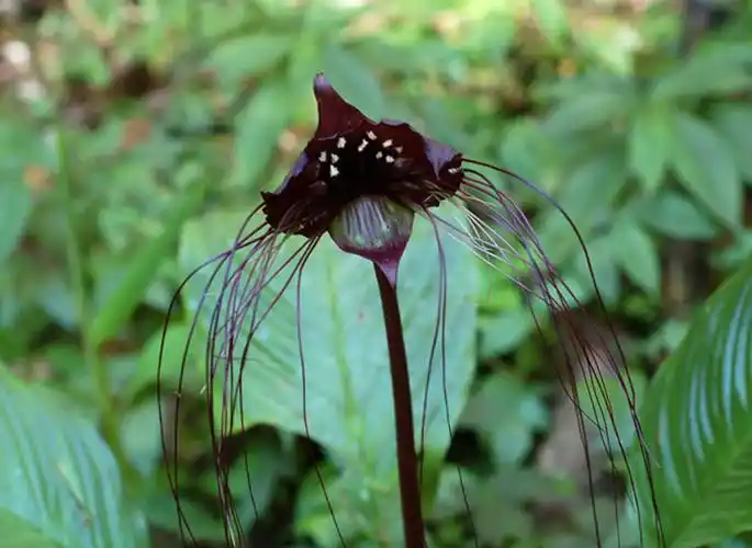 百花园1104老虎须