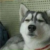 微信哈士奇头像卡通可爱二哈头像搞笑图片呆萌【点击鼠标右键下载】