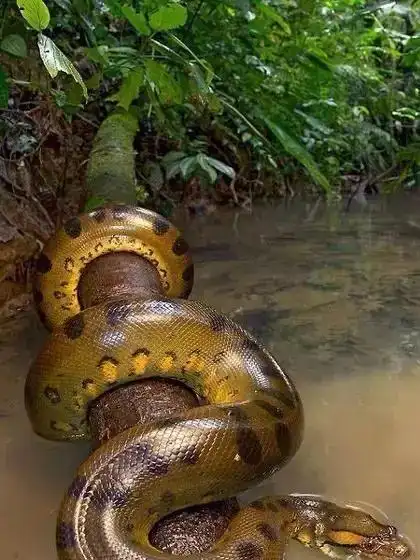 全世界最长的蛇之一森蚺_网易订阅