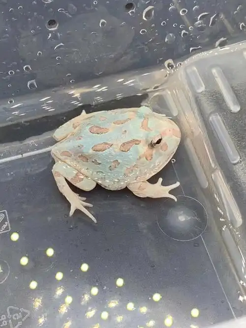 三只变异蓝色角蛙