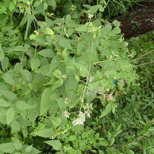 新鲜华泽兰广东土牛膝大泽兰多须公六月雪根华泽兰根500克包邮