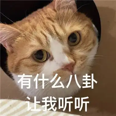 2021非常火很火热的猫猫聊天表情包