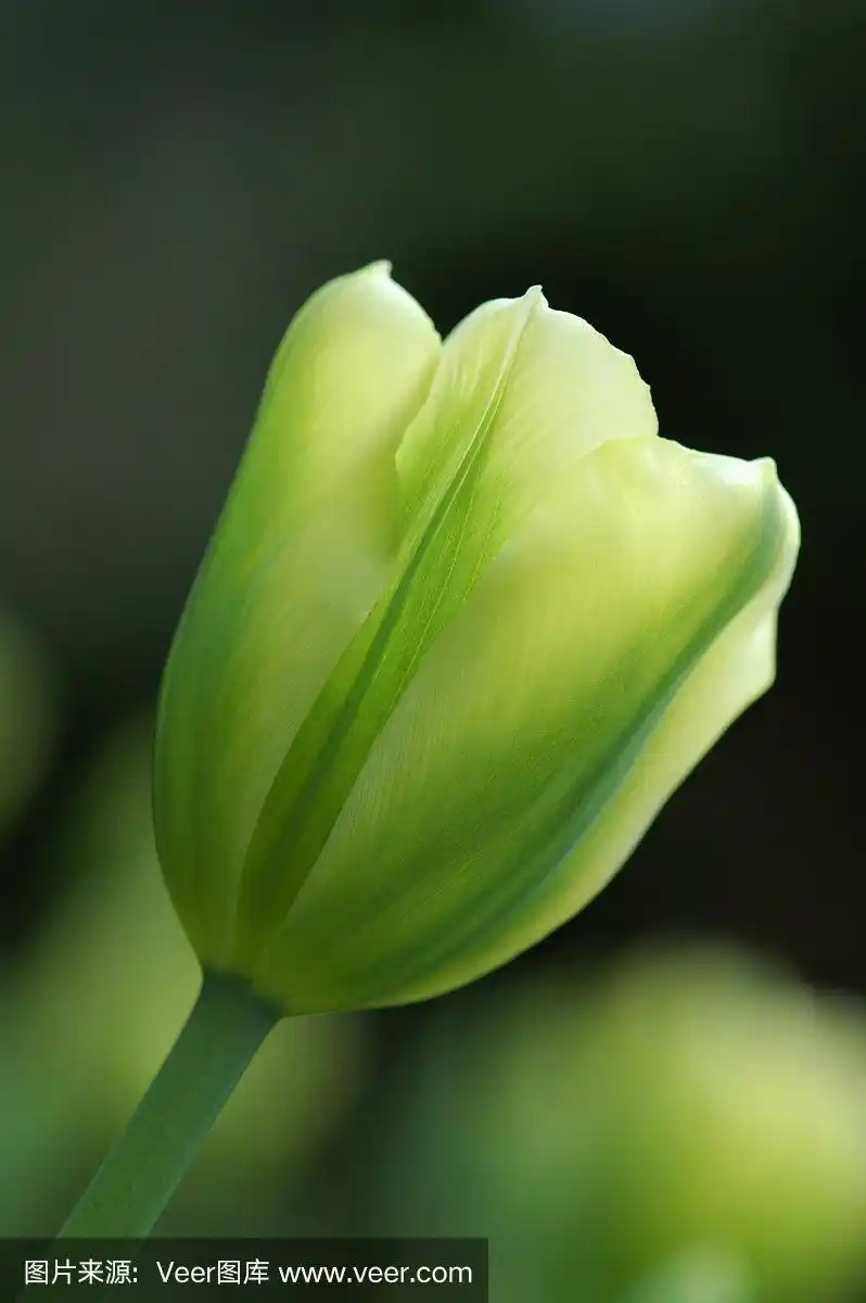 绿色,郁金香,特写,垂直画幅,复活节