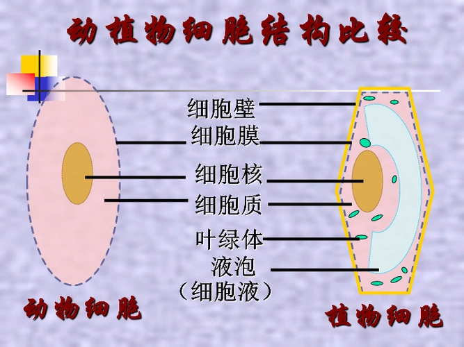 七年级上册 旧版资料 第二单元 生物体的结构层次 第二章 细胞的生活