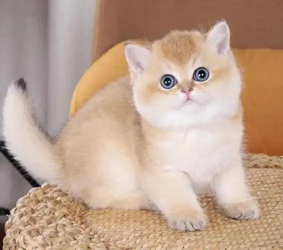 金渐层猫的优点和缺点:你想养一只吗?