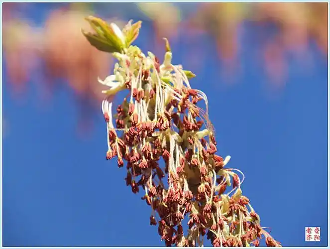 大好春光赏花容一一一我喜欢的树一一金叶复叶槭
