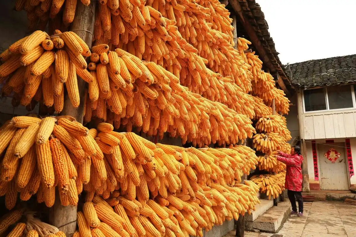 湖北南漳玉米丰收晒秋忙