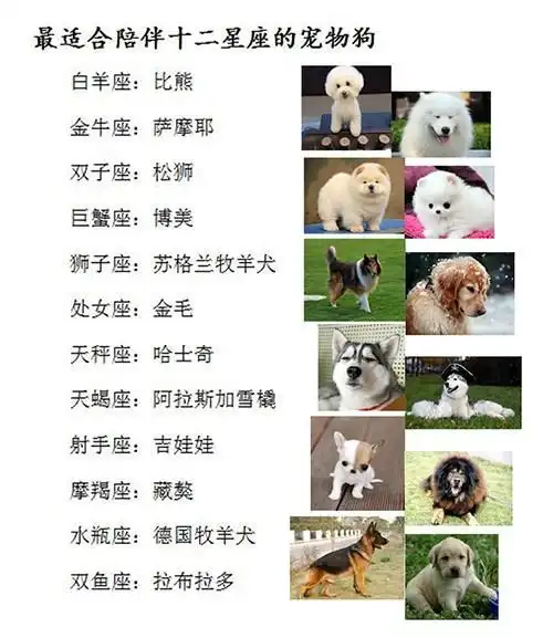 最适合陪伴十二星座的宠物狗,十二星座都是哪些卡通猫?
