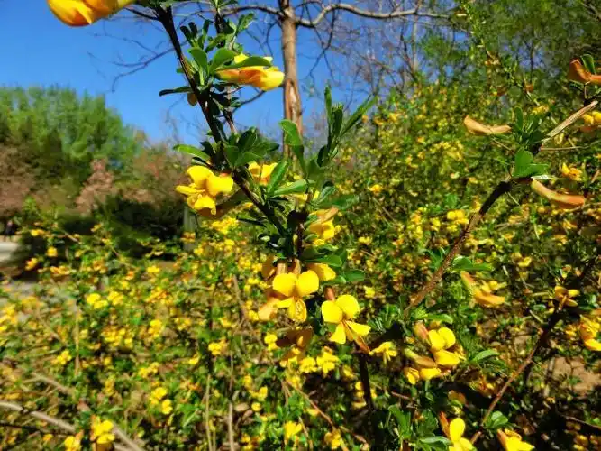科属:豆科锦鸡儿属.别名:甘肃锦鸡儿,豆面花.识别:多枝直立灌木.