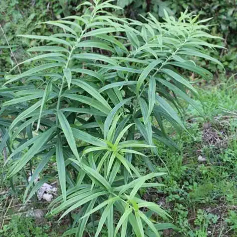 ex redoute)是百合科,黄精属植物.