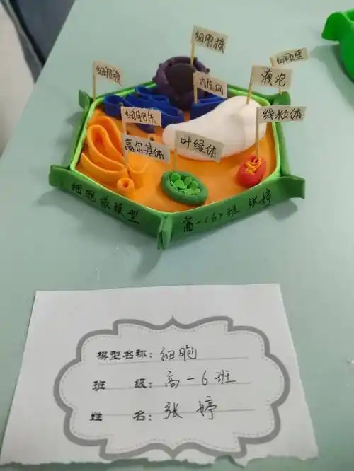 "四强"能力作风建设年活动 | 银川高级中学举办生物模型制作大赛_作品
