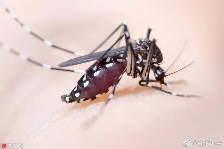 摄影师亲自放血拍蚊子特写看照片都觉得痒