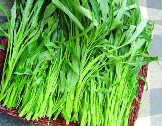 空心菜的营养价值与功效作用空心菜图片