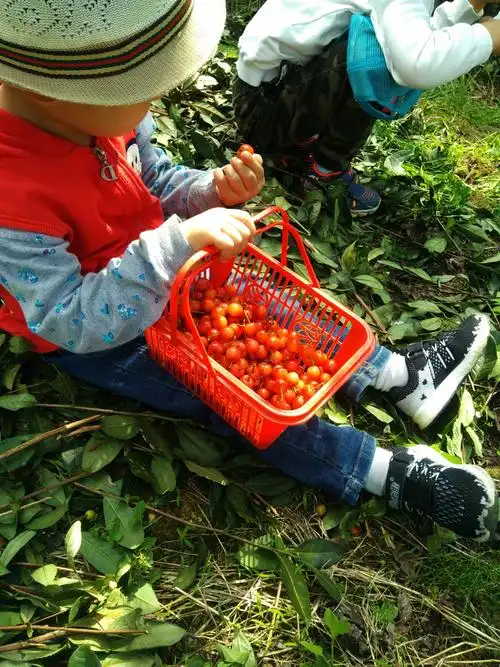 贤明山公园&摘樱桃 - 美篇