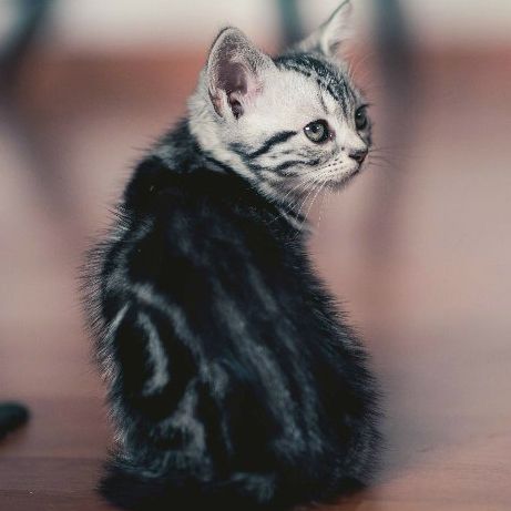 【超萌美短银虎斑】粘人宠物猫 纯种美国短毛猫银虎斑猫 美短标斑
