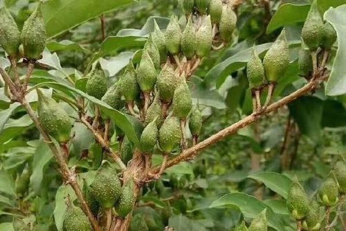 5/棵 药用连翘苗大果连翘苗3号连翘苗南北方药用大果连翘苗