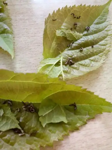 蚕宝宝蜷缩一团,也不吃桑叶,是什么情况?