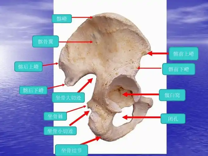 髂后上嵴 髂前下嵴 髂后下嵴 髋臼窝 坐骨大切迹 坐骨棘 闭孔 坐