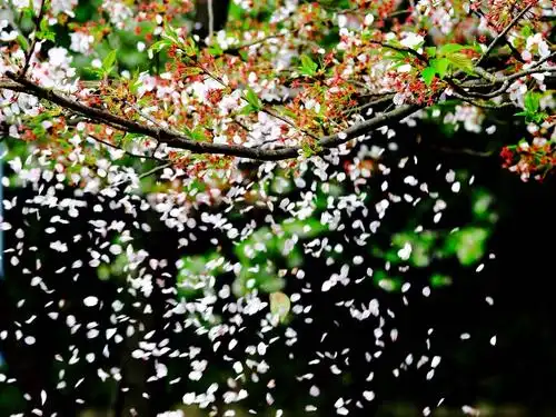 飘落的樱花