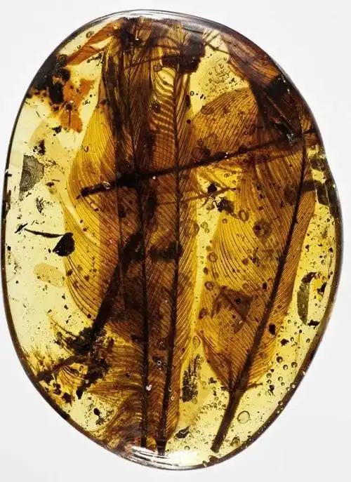 毛茸茸的恐龙 | 中外科学家在琥珀中发现恐龙羽毛