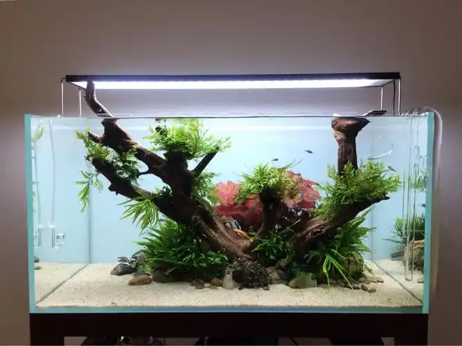 90缸翻缸记录,希望早日成景 - 水草造景 - cta南美水族 - powered by