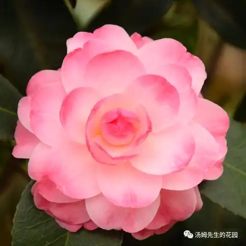 茶花篇茶花品种图鉴