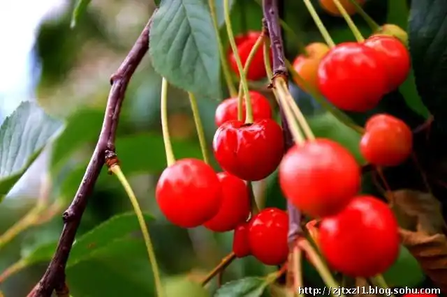 美妙的"宝石水果"乌克兰大樱桃