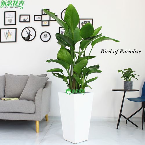 新念 天堂鸟盆栽 鹤望兰客厅植物办公室内大型绿植花卉 送货上门