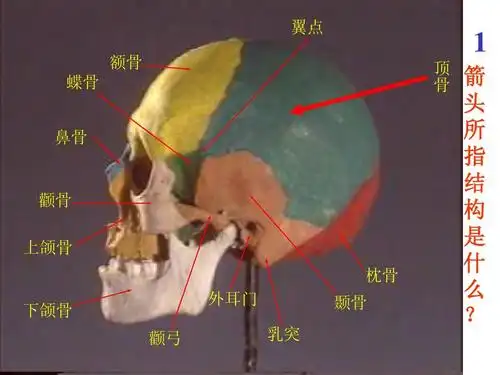 额骨 1 顶 骨 蝶骨 鼻骨 颧骨 上颌骨 枕骨 下颌骨 外耳门 颞骨 乳突