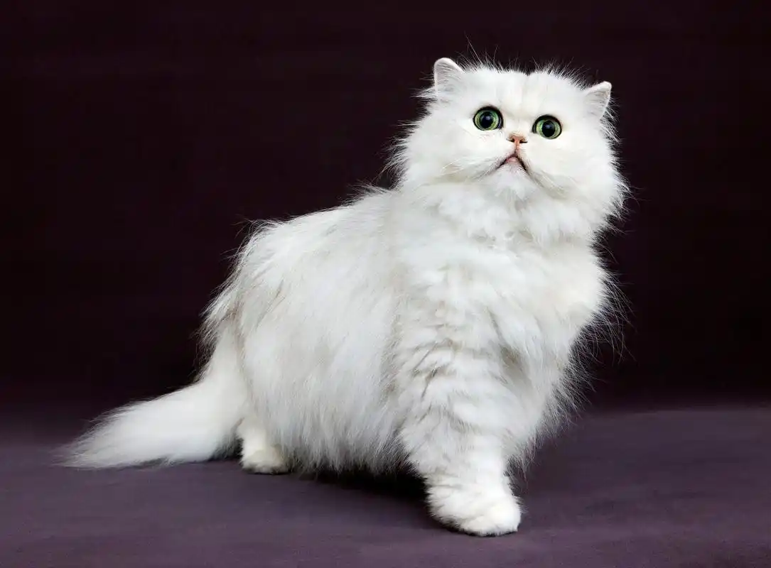 但是,你知道金吉拉猫还有哪些让人惊喜的特点吗?