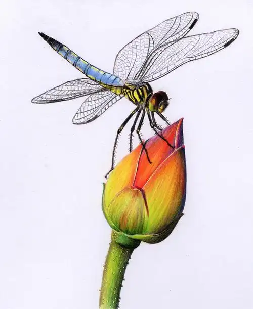 彩铅昆虫(内附过程图)