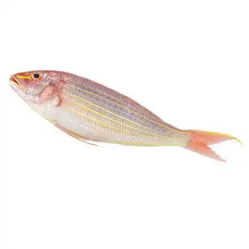 新鲜红杉鱼金丝鱼红三鱼渔船捕捞海鲜水产海鱼下饭菜全国红衫鱼47条