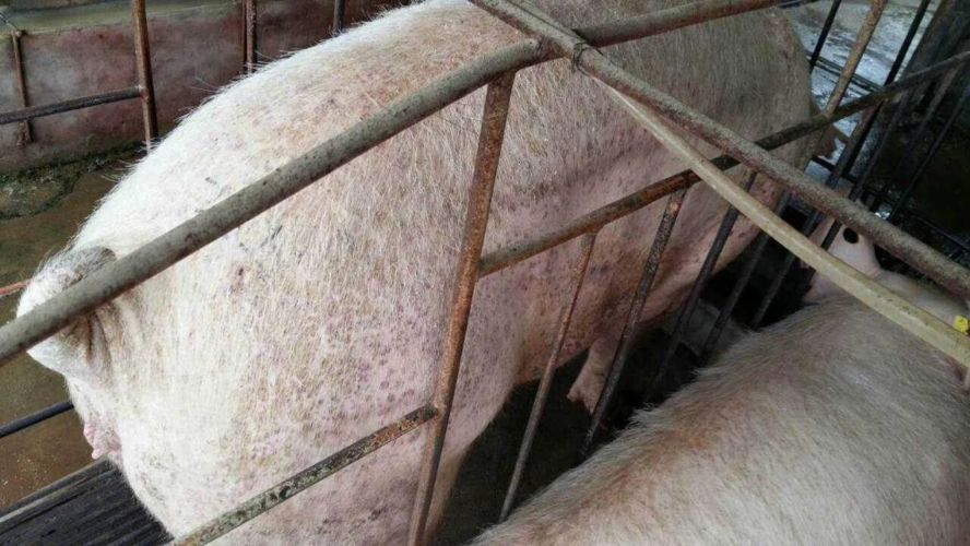 猪疥螨病的诊断和防控方案