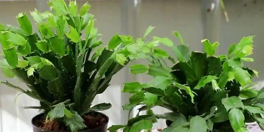 春天蟹爪兰开完花补上1种大肥水叶子坚挺长得旺