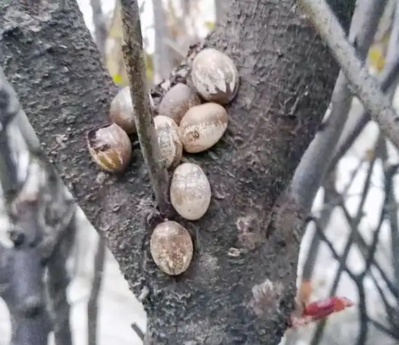 洋辣子(洋辣子虫什么时候成茧)-帝国百科