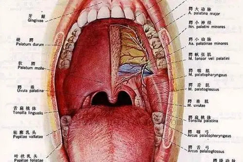 很多的人会因为口腔癌的存在,而苦恼,患者的口部会出现溃疡的情况