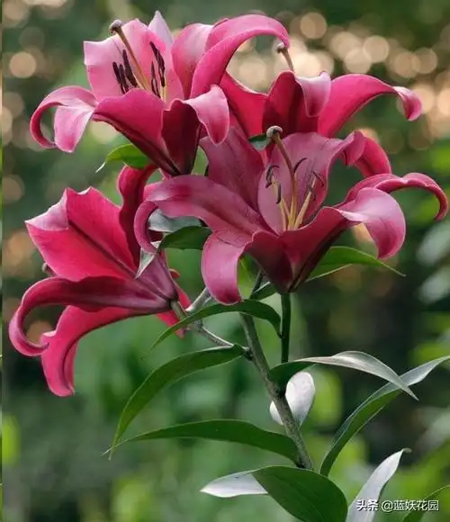 香水百合,以后每年开花爆盆(香水百合有毒吗)