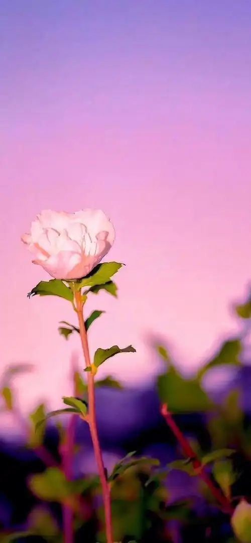 有哪些阳光让人心情会好的壁纸推荐? - 知乎