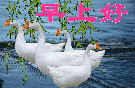 550_360gif 动态图 动图