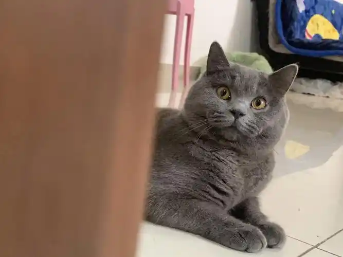 成年蓝猫找领养新家