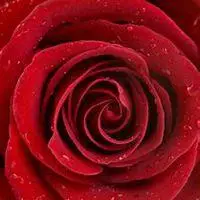 微信花朵 头像 淡雅